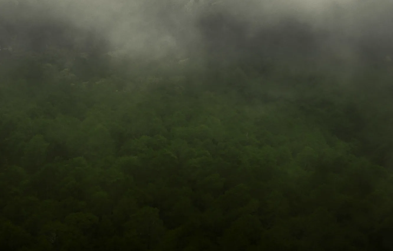 Photo wallpaper green, dark, fantasy, forest, misty, sky, landscape, the