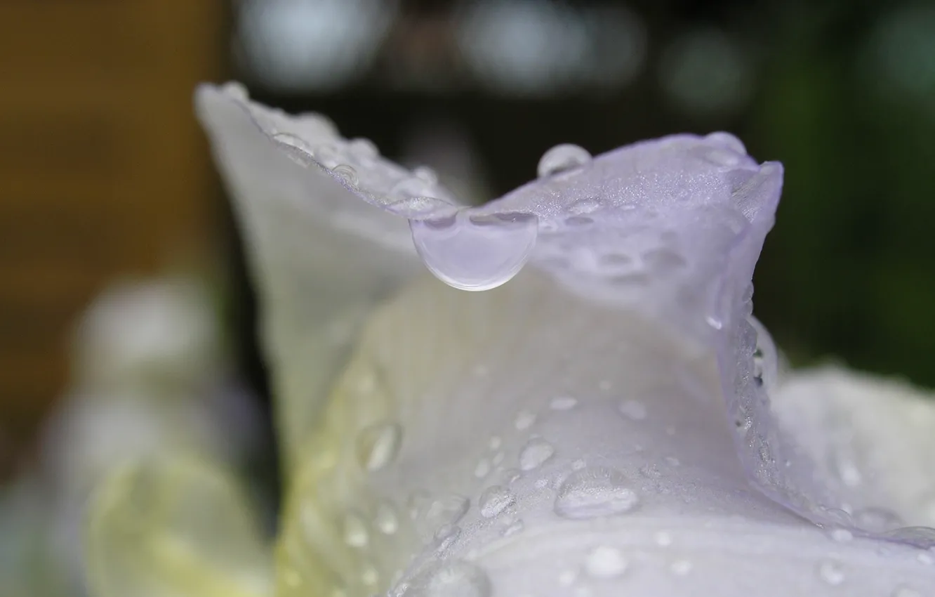 Photo wallpaper flower, summer, rain, drop