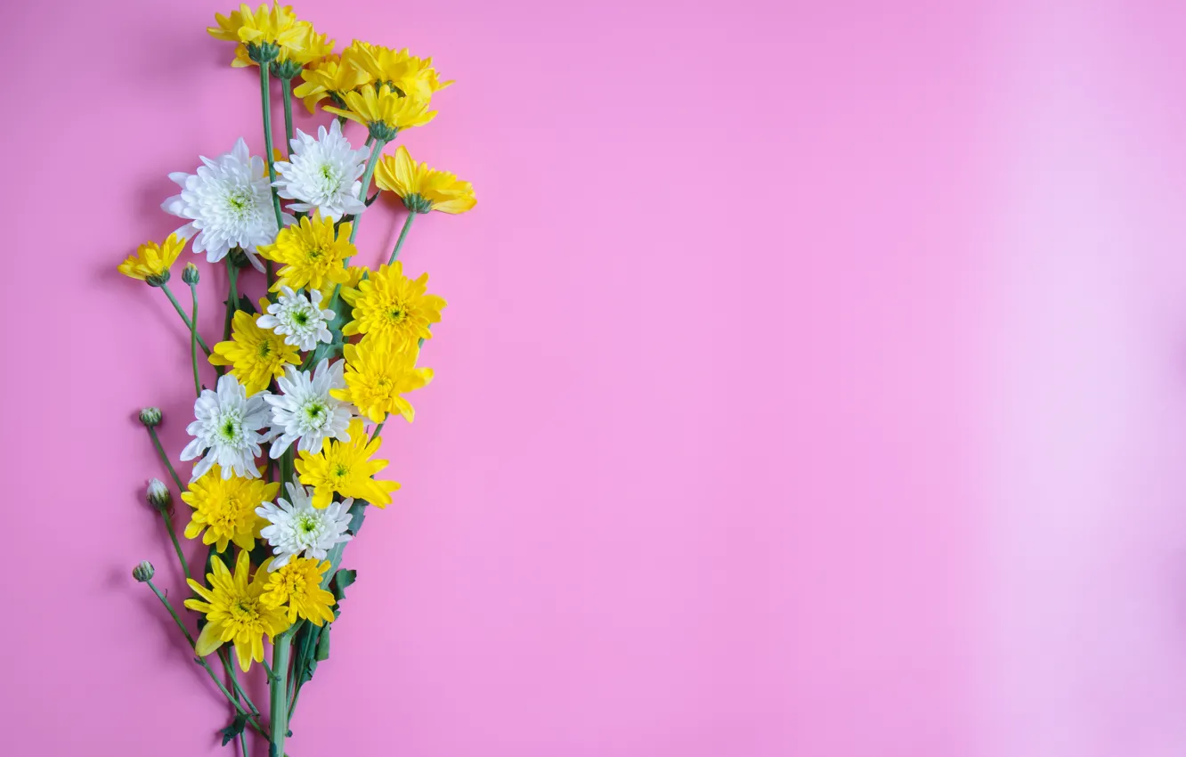Photo wallpaper flowers, bouquet, pink background, chrysanthemum