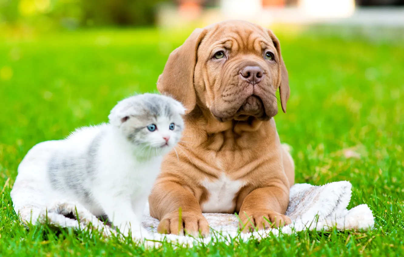 Photo wallpaper cat, grass, look, pose, each, together, glade, dog