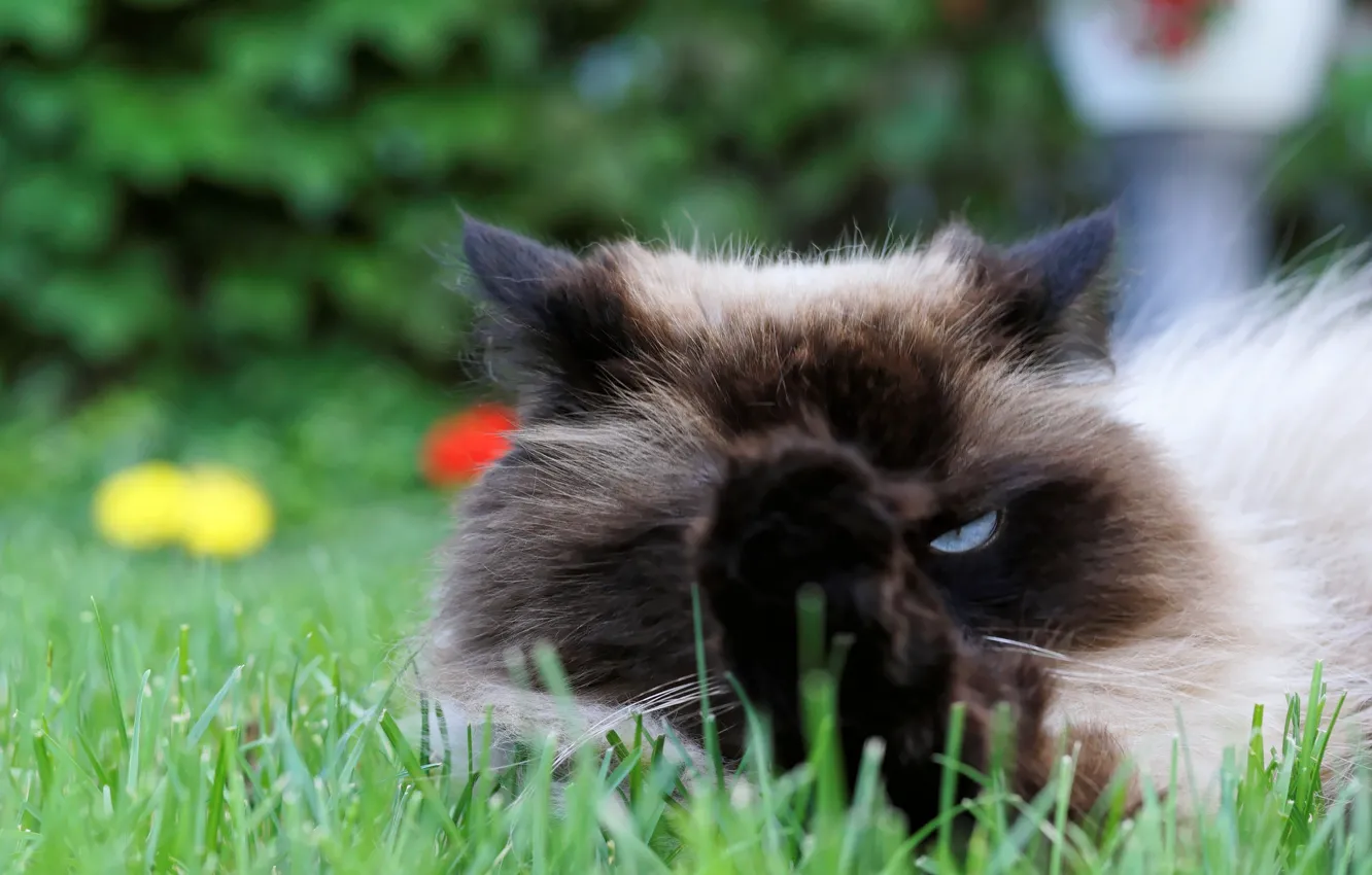 Photo wallpaper cat, grass, look