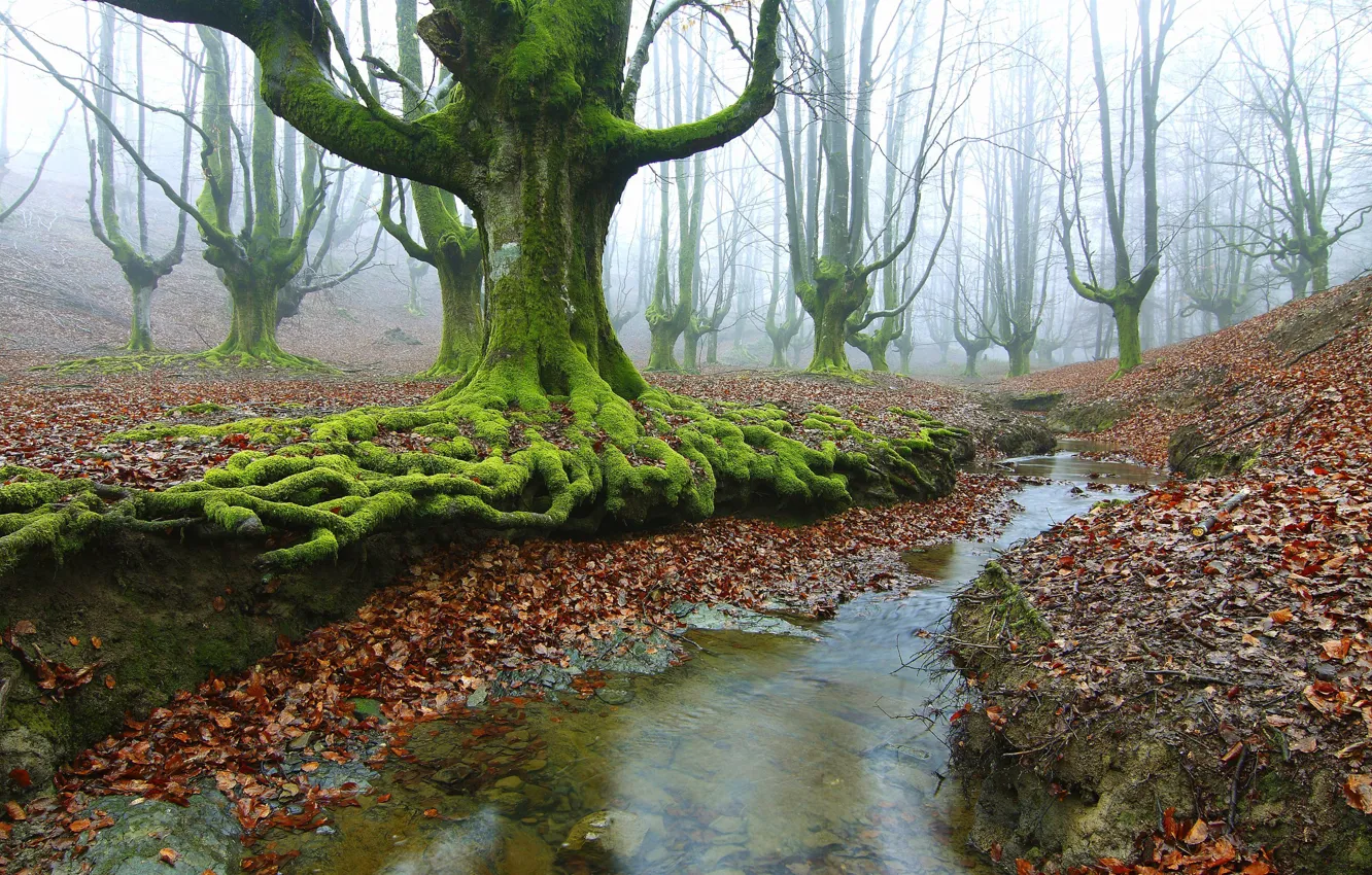 Photo wallpaper autumn, forest, trees, roots, stream, moss