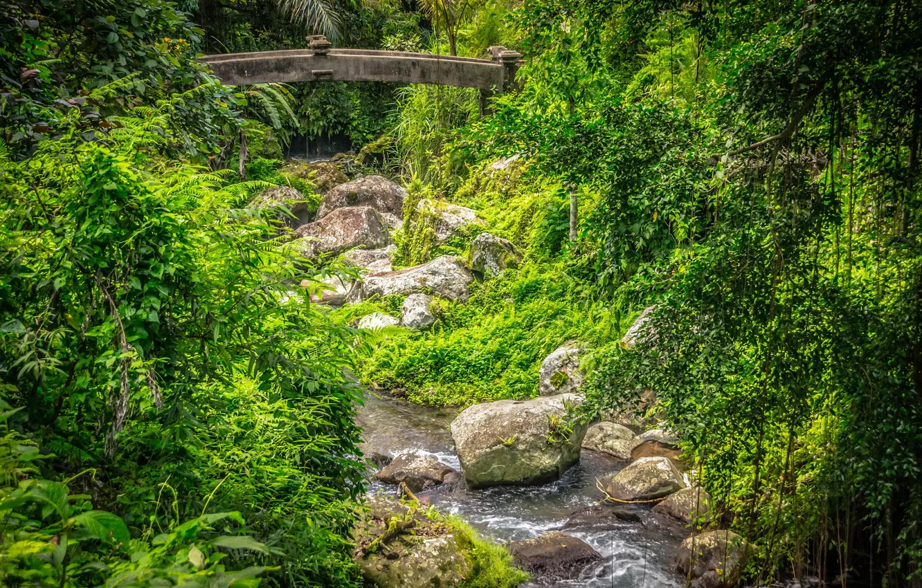 Photo wallpaper forest, bridge, stream, stones, Bali, Indonesia