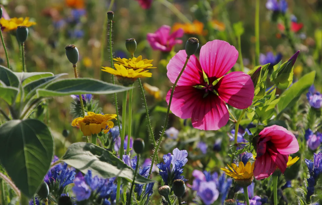 Photo wallpaper summer, flowers, meadow, what, sorry, well maintained