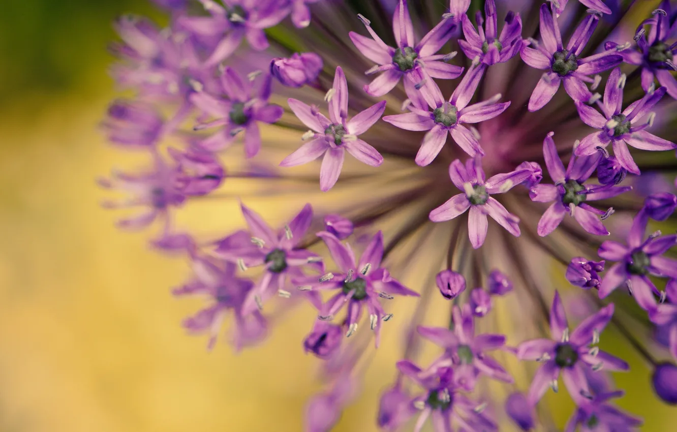 Photo wallpaper purple, macro, flowers, background, widescreen, Wallpaper, plant, blur