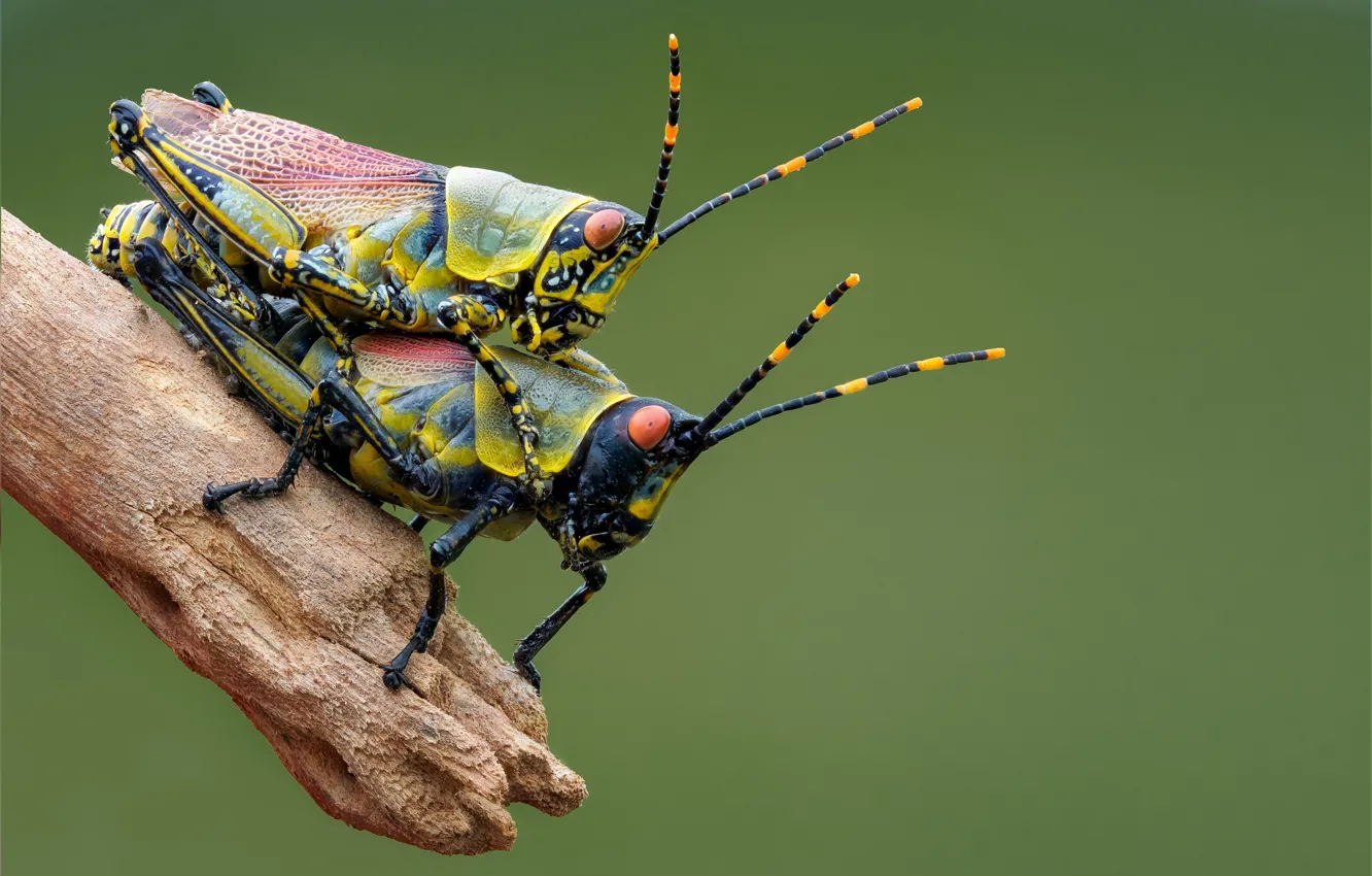 Photo wallpaper macro, branches, pair, insect, grasshopper, a couple, antennae, green background