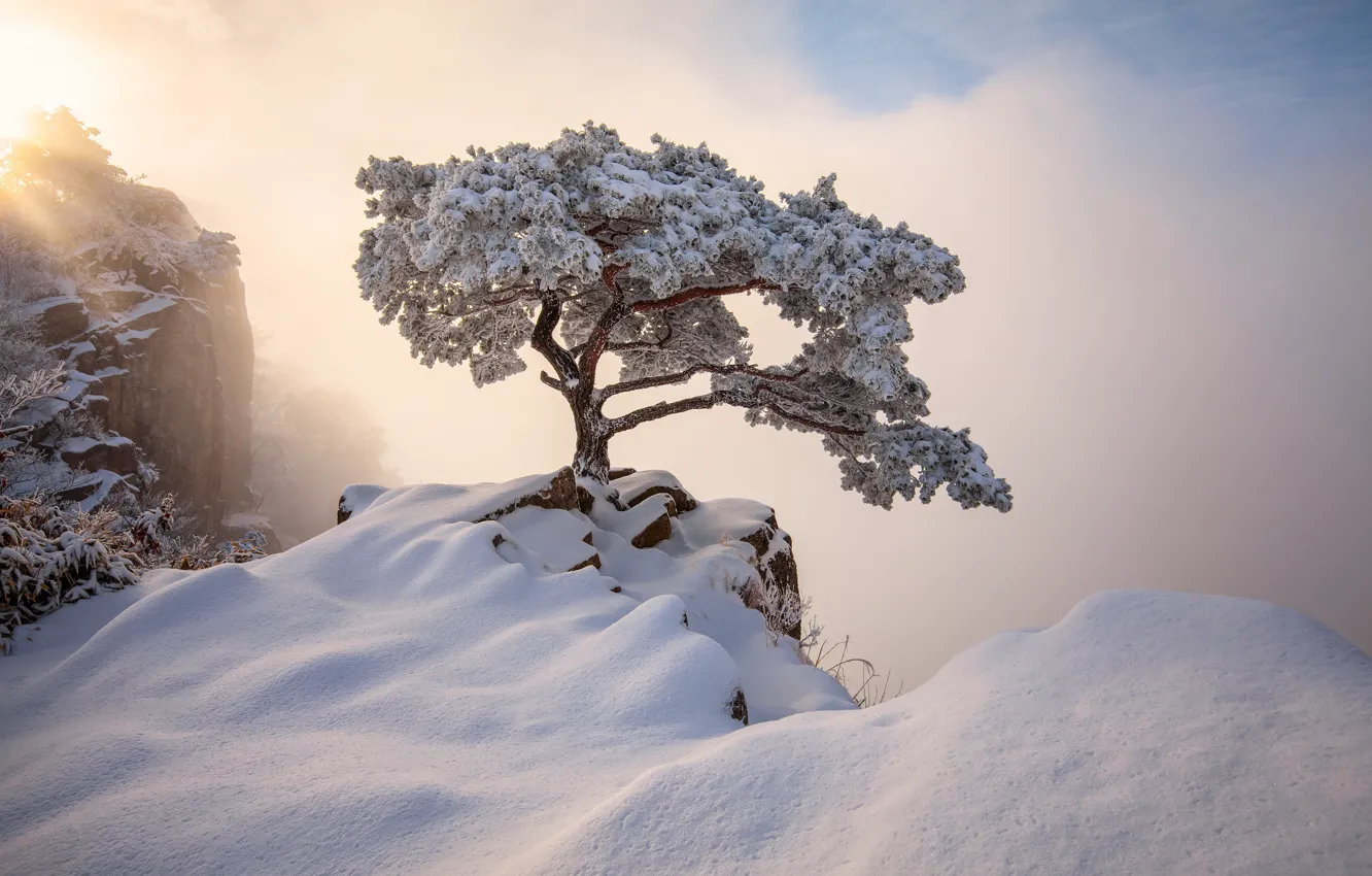 Photo wallpaper winter, rays, light, snow, landscape, mountains, nature, tree