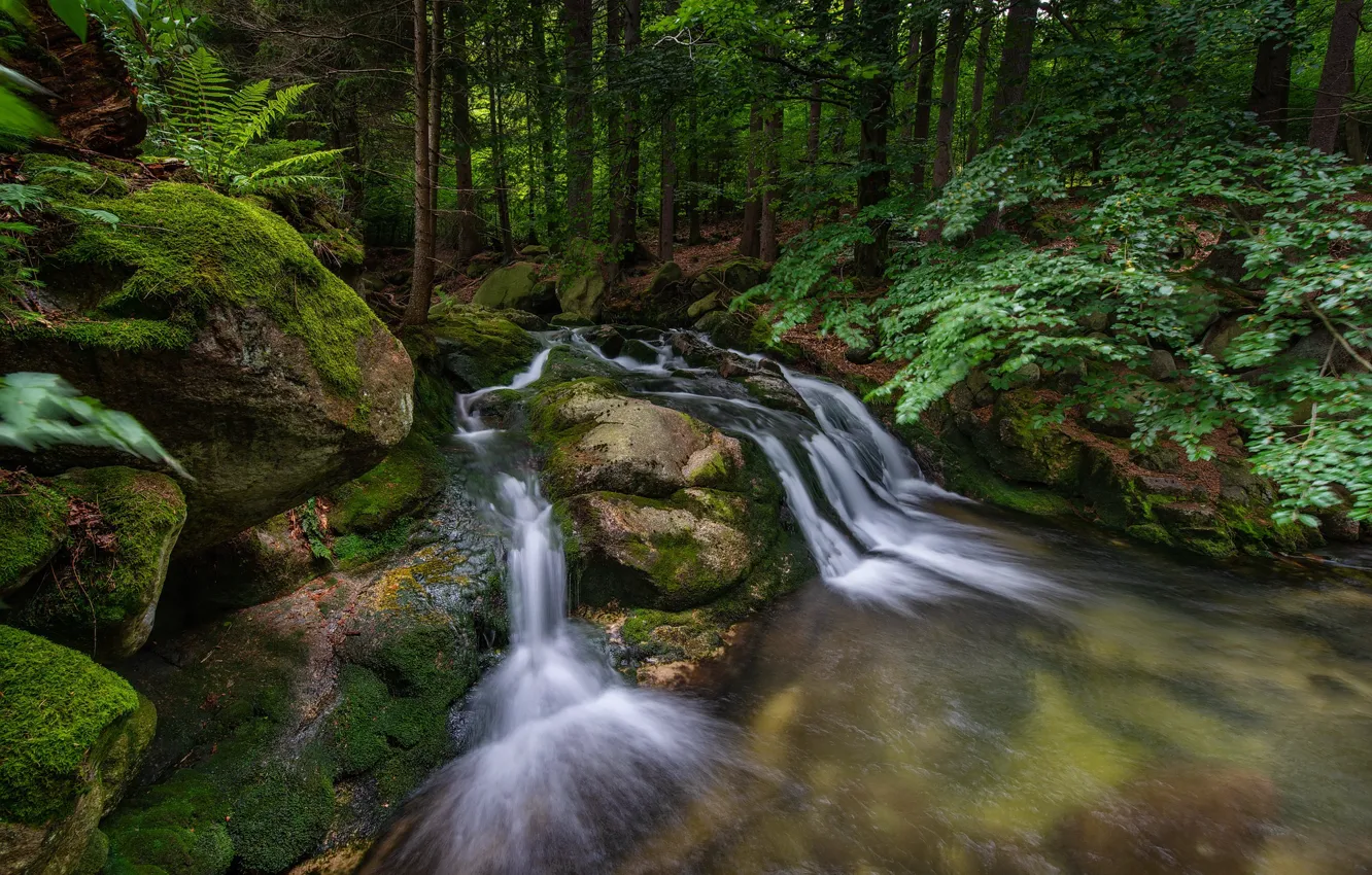 Photo wallpaper forest, landscape, nature, stones, waterfall