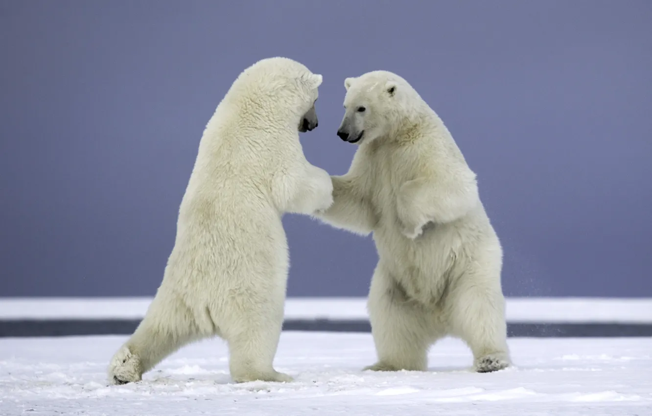 Photo wallpaper snow, nature, animal, predator, bear, pair, polar bears