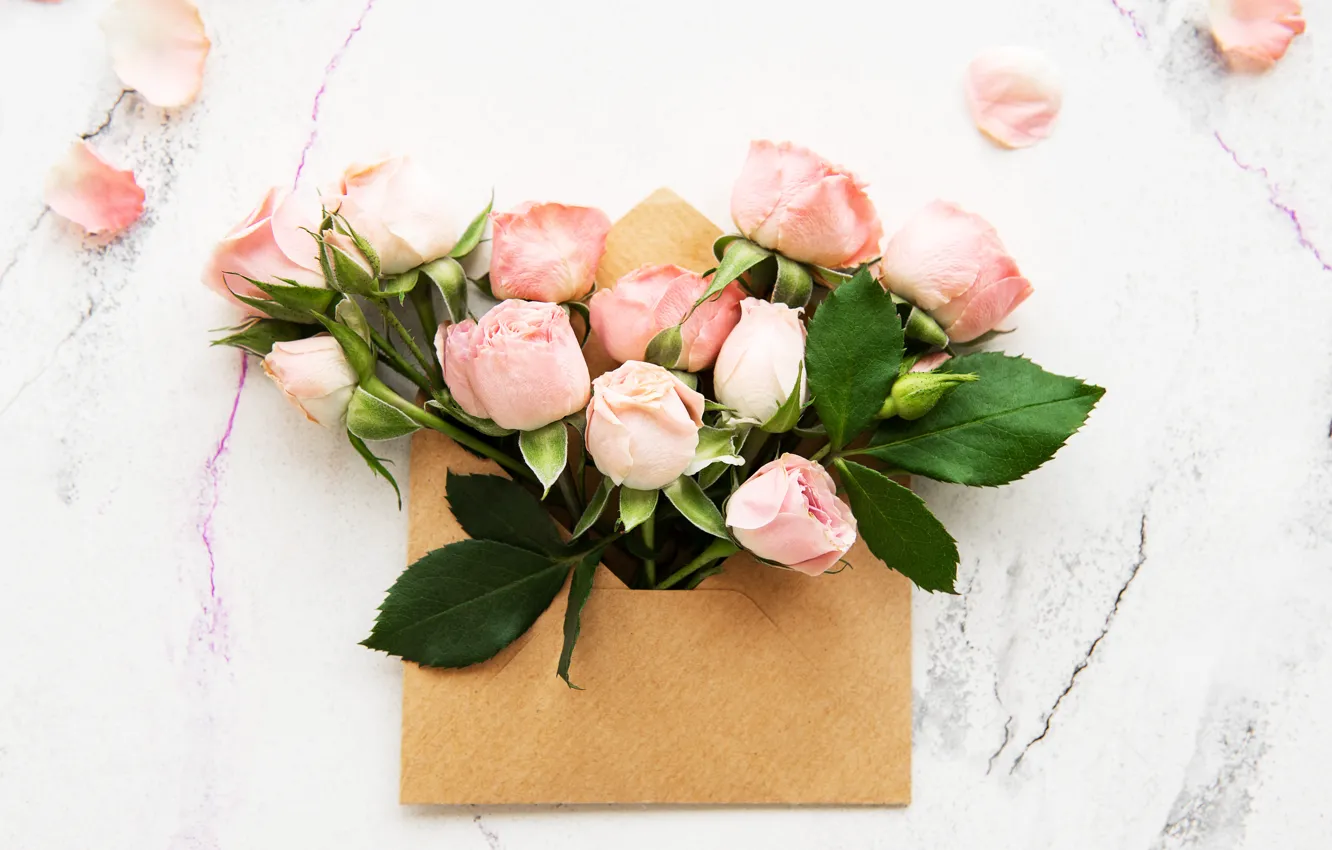 Photo wallpaper roses, buds, the envelope