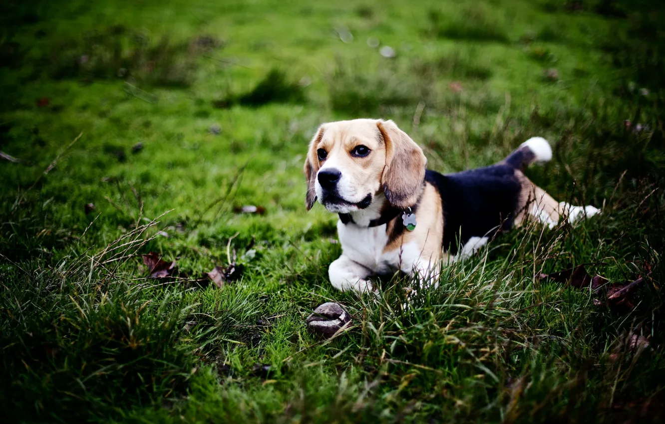 Photo wallpaper each, dog, Beagle
