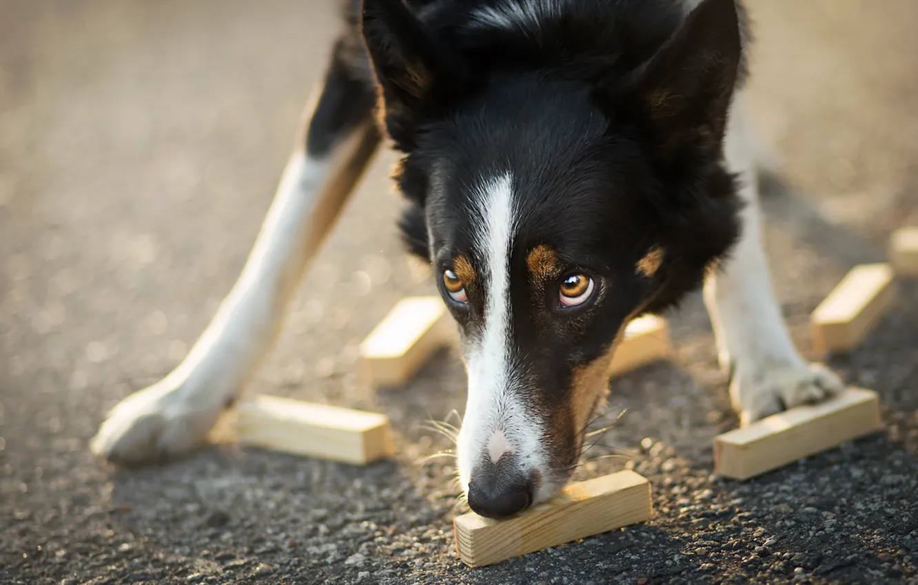 Photo wallpaper look, each, dog