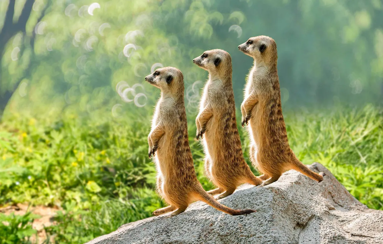Photo wallpaper grass, light, nature, pose, stones, glade, treatment, meerkats