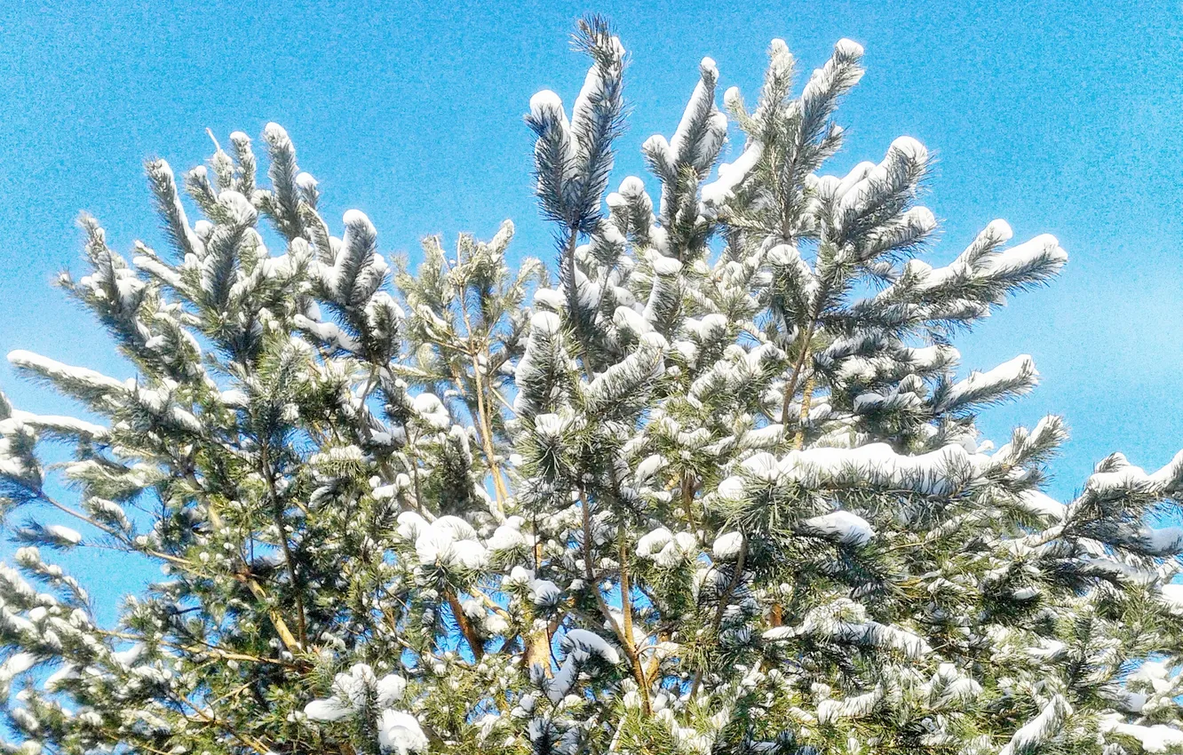 Photo wallpaper landscape, tree, January, winter2025