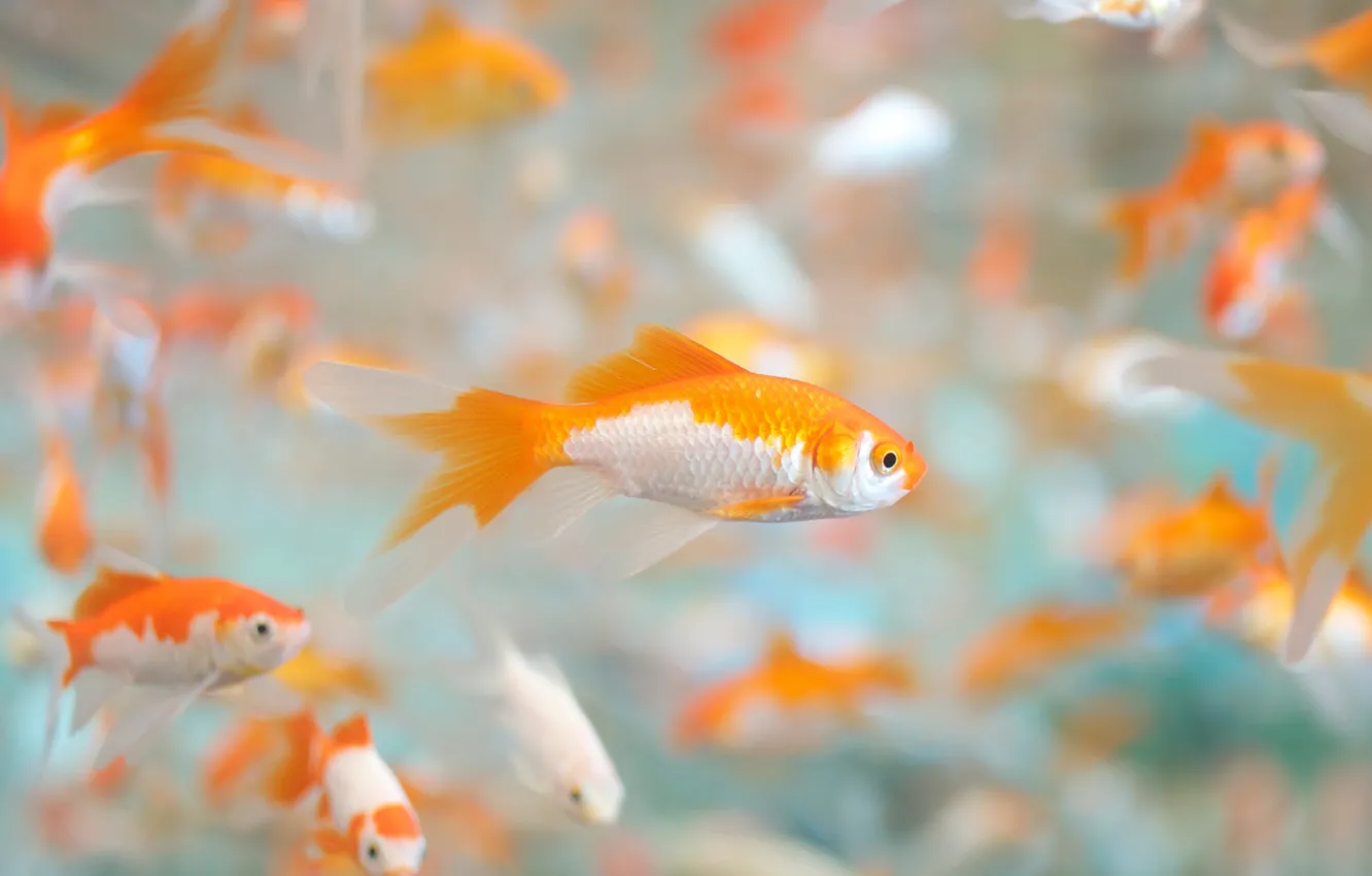 Photo wallpaper fish, Aquarium, a lot