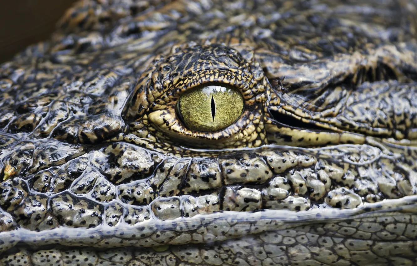 Photo wallpaper colors, lizard, reptile, alligator