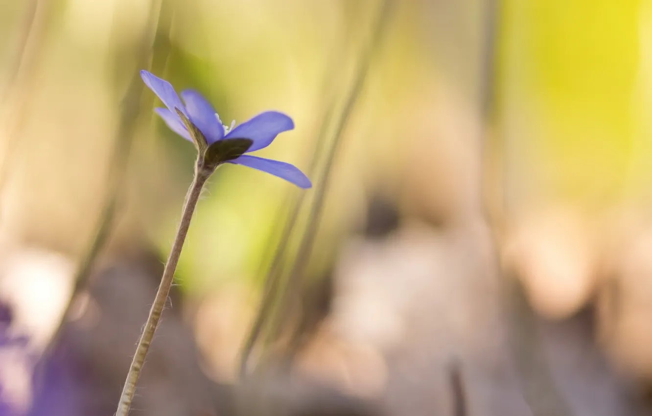 Photo wallpaper flowers, nature, Hepatica