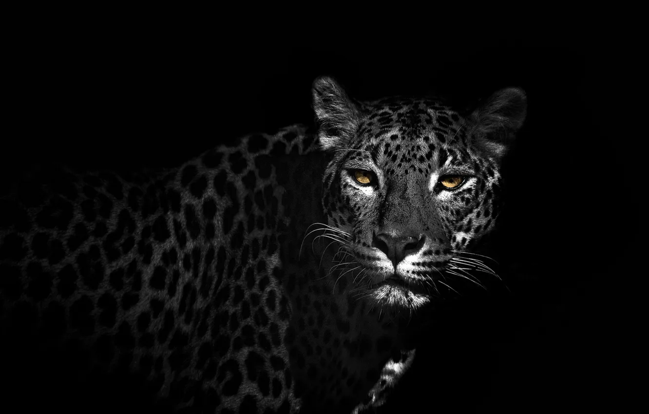 Photo wallpaper background, color, Leopard on black