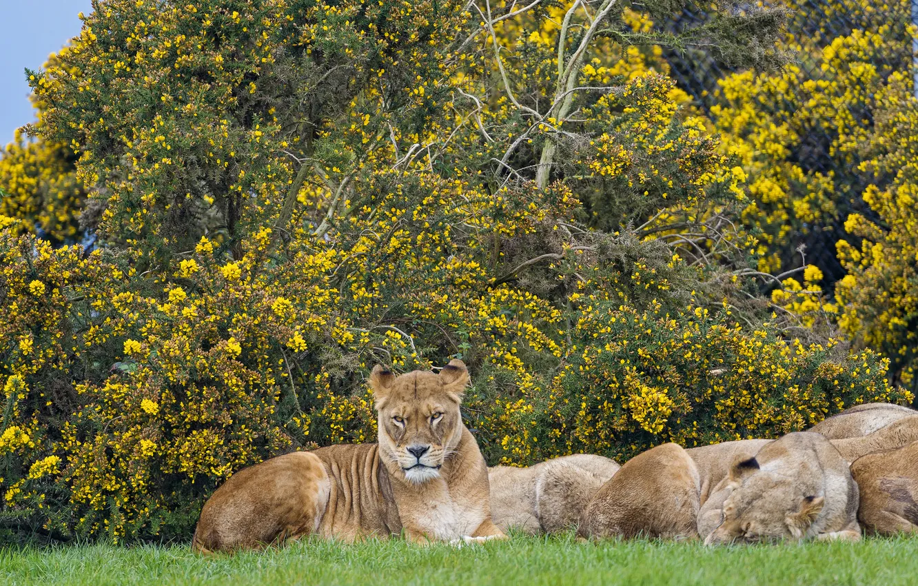 Photo wallpaper cat, Leo, lioness, the bushes, ©Tambako The Jaguar