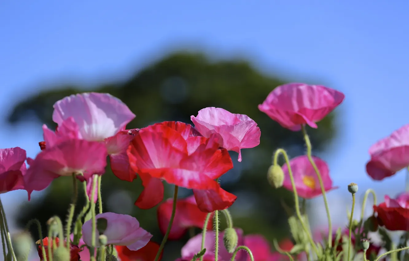 Photo wallpaper the sky, Maki, petals, meadow