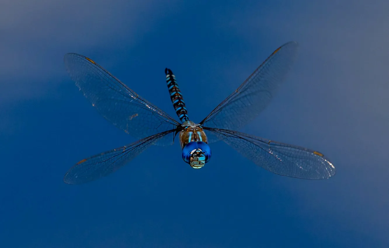 Photo wallpaper wings, dragonfly, insect, Rhionaeshna multicolor, Blue-eyed Darner
