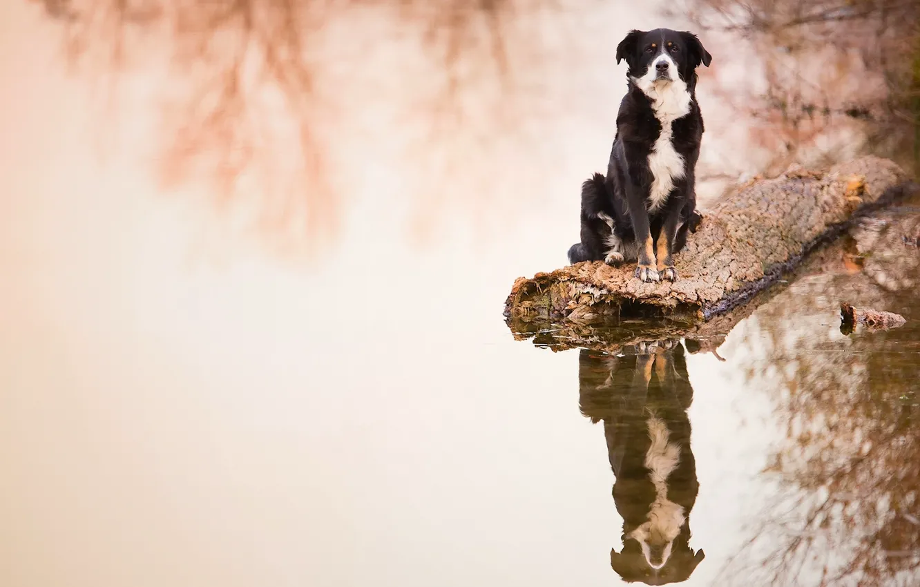 Photo wallpaper water, reflection, dog, log, the border collie