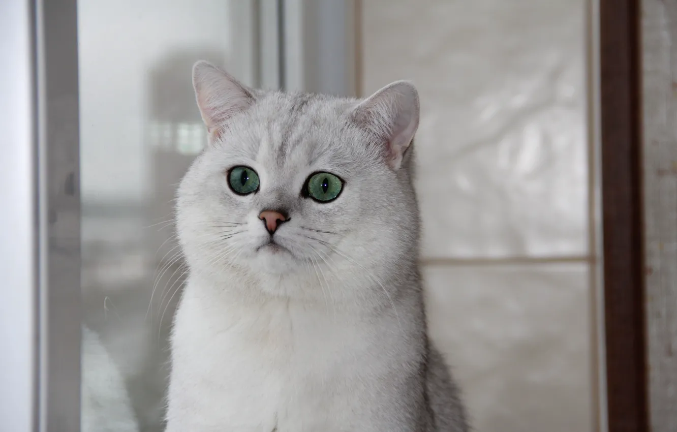 Photo wallpaper cat, window, green eyes, British chinchilla