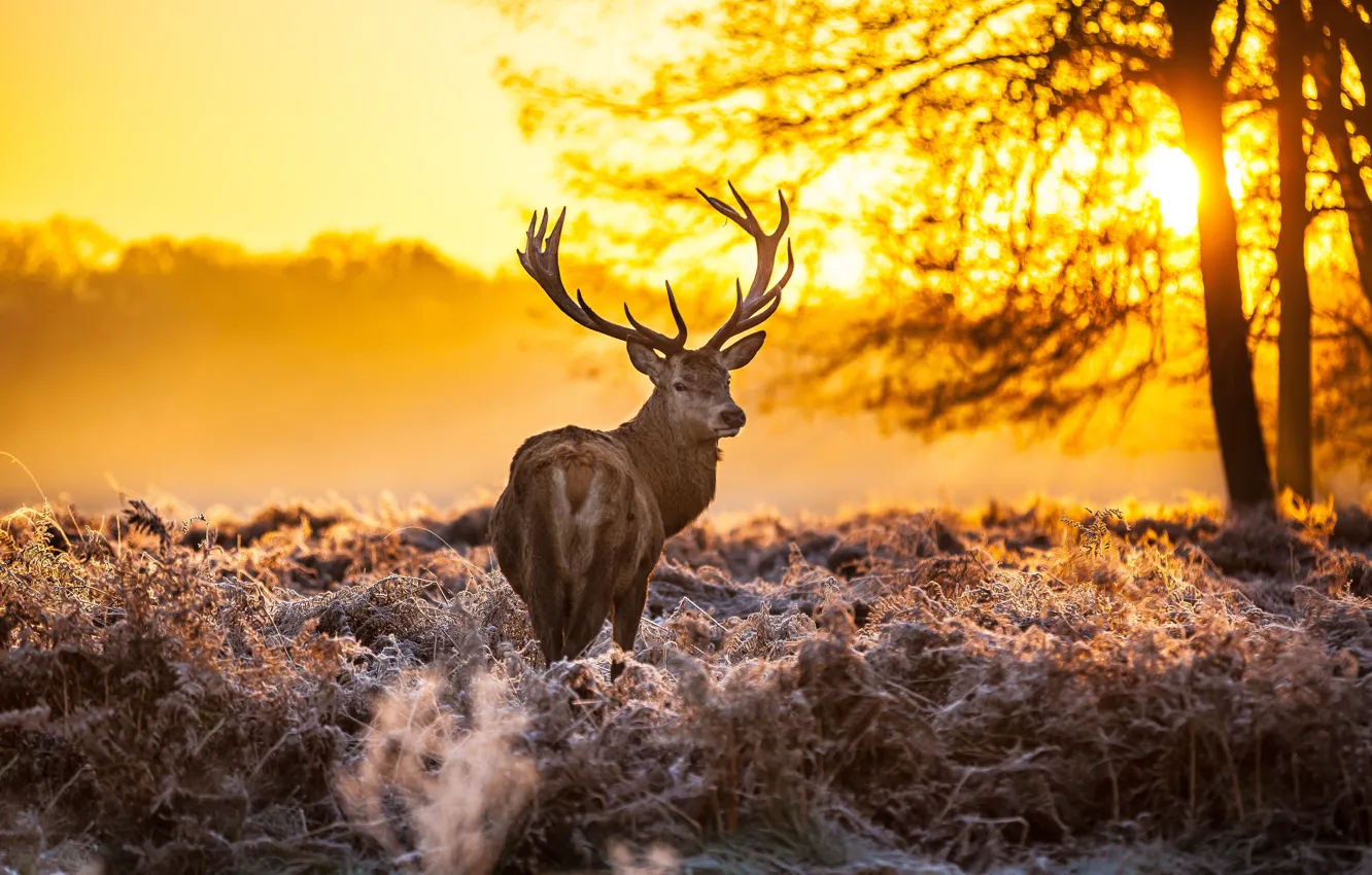 Photo wallpaper forest, sunset, deer