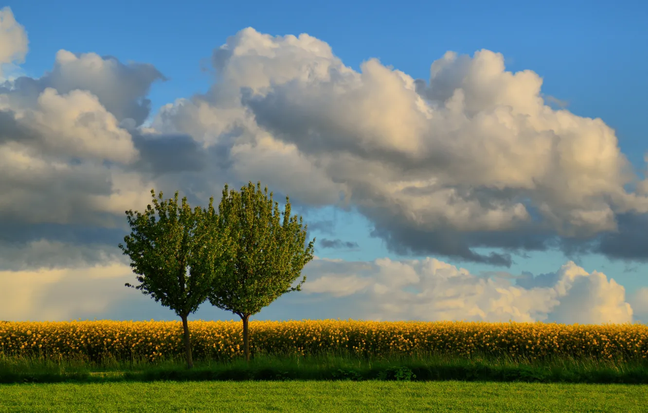 Photo wallpaper field, trees, Denmark, rape, Denmark