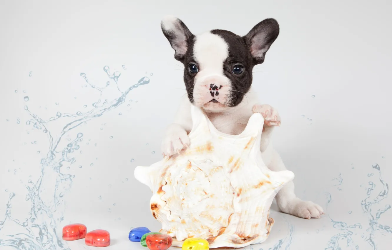 Wallpaper shell, puppy, French bulldog for mobile and desktop, section ...