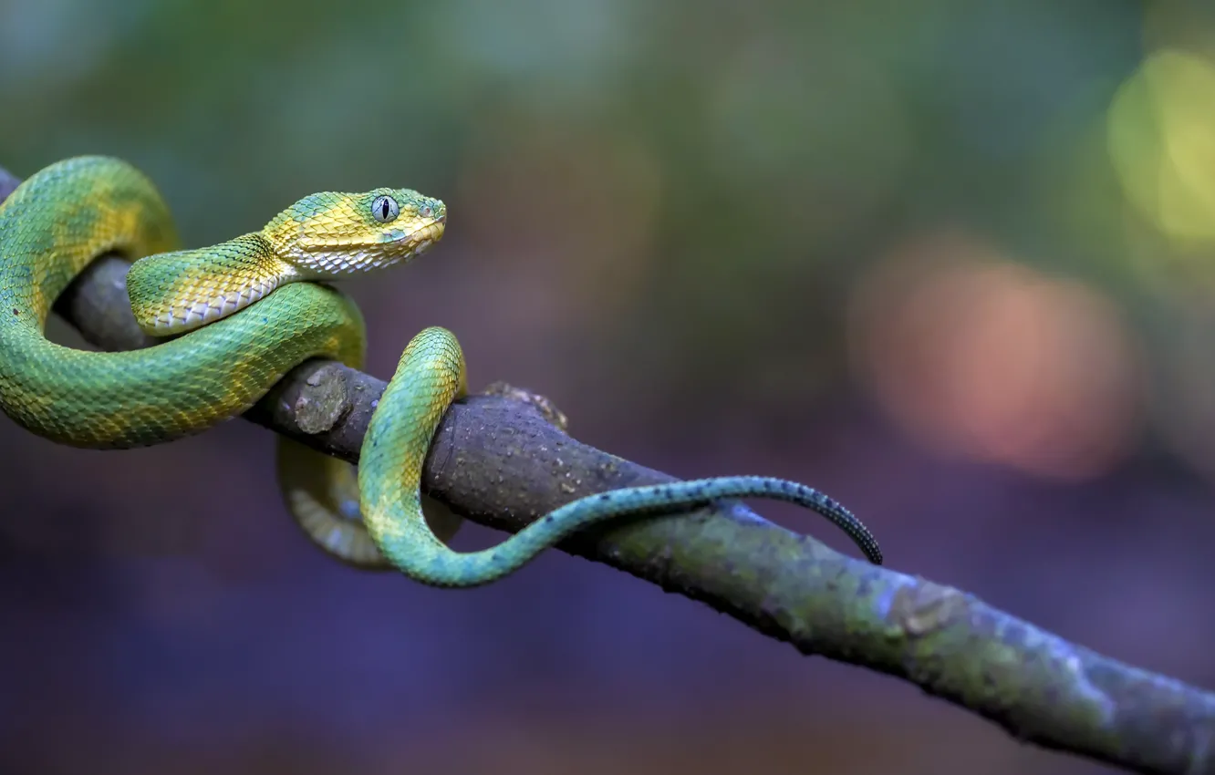 Photo wallpaper snake, Green Bush Viper, Atheris chlorechis