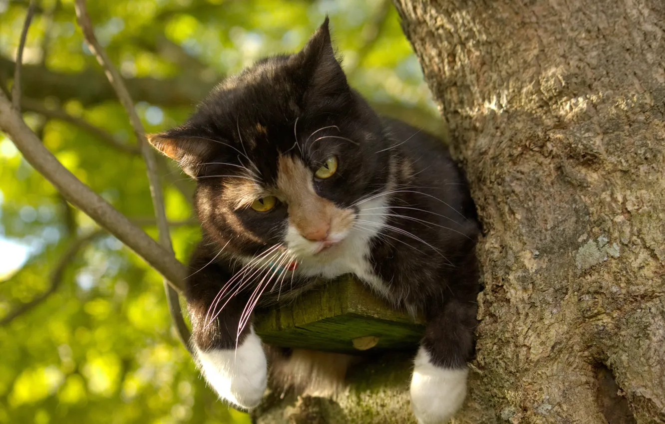 Photo wallpaper cat, look, on the tree, kotofey
