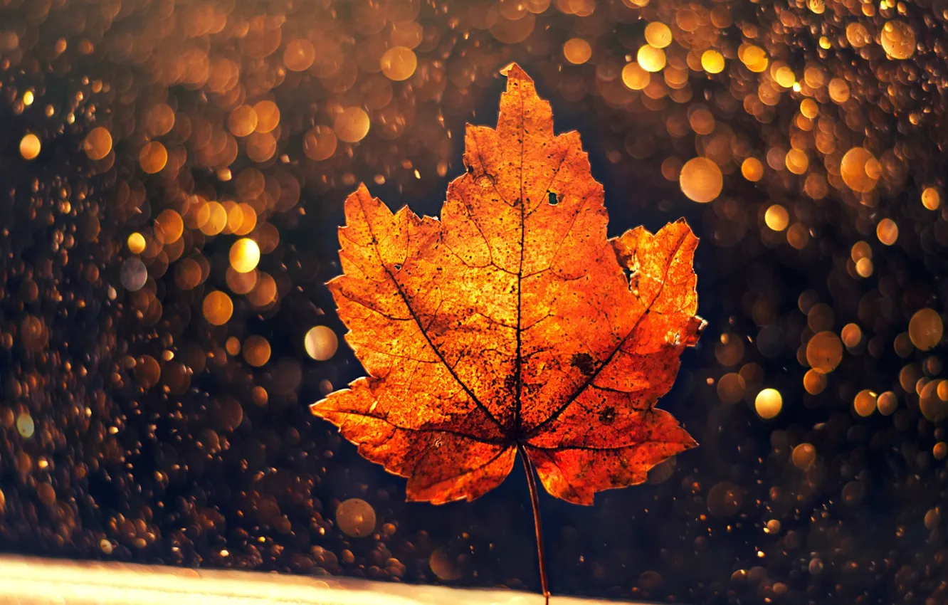 Photo wallpaper autumn, leaves, macro, bokeh