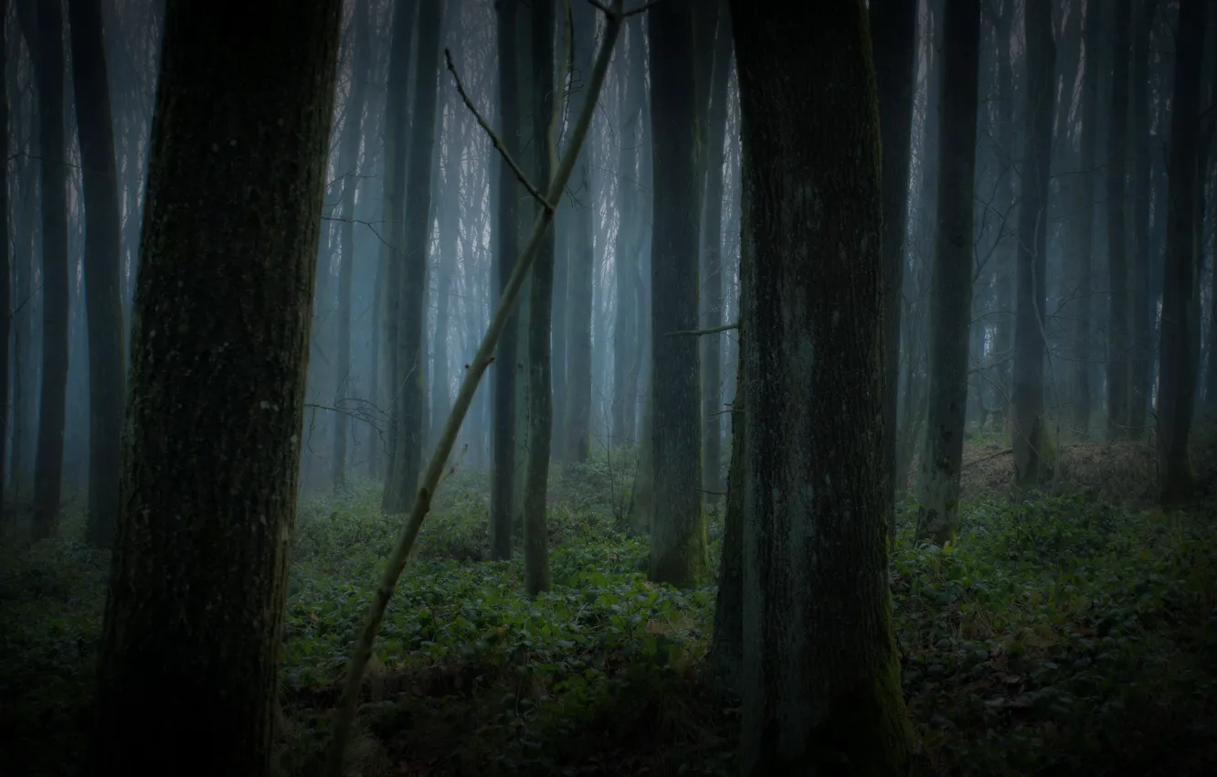 Photo wallpaper forest, trees, nature