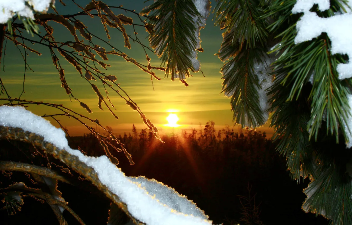 Photo wallpaper macro, landscape, nature