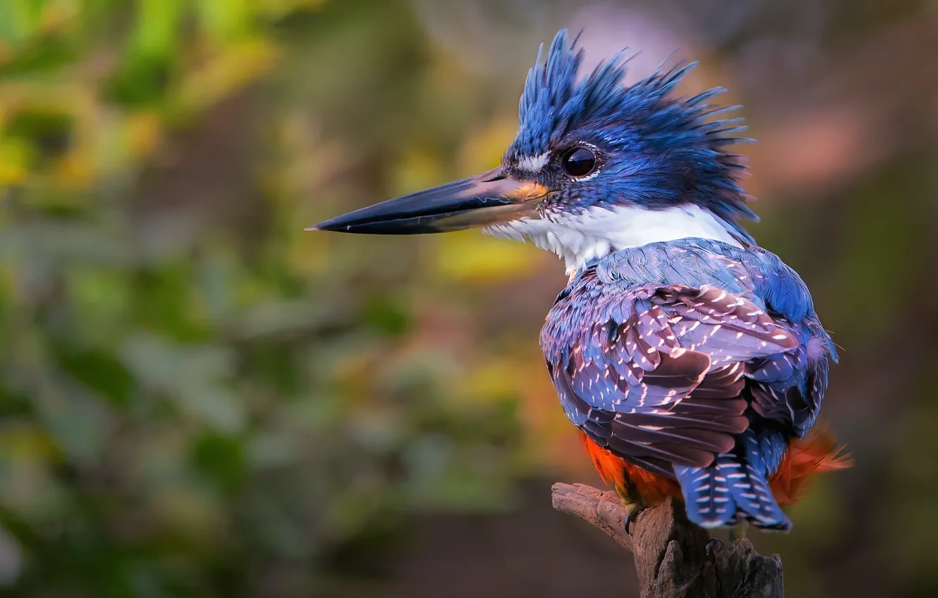 Photo wallpaper branches, background, bird, Kingfisher