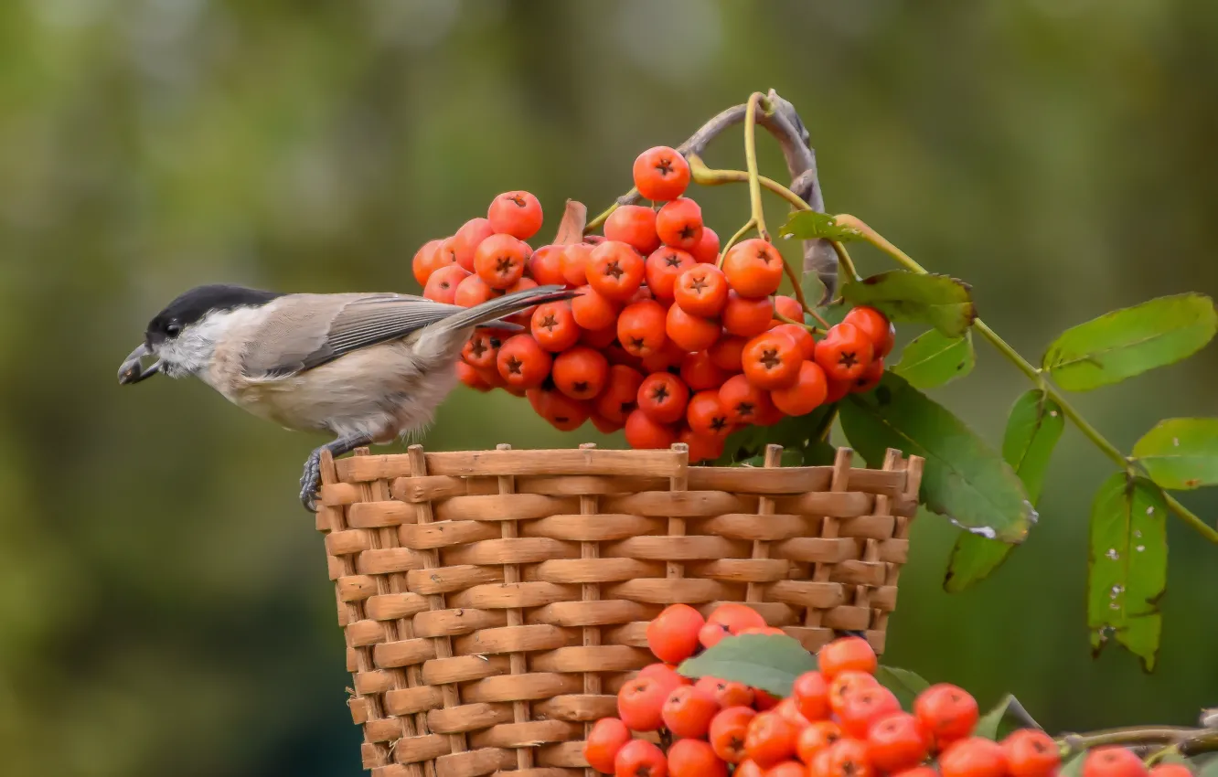 Photo wallpaper autumn, bird, tit, tit, photohunt