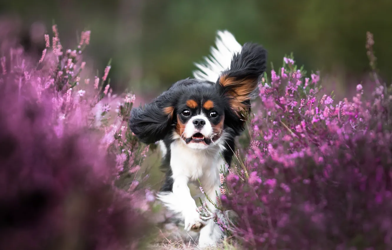 Photo wallpaper flowers, dog, running, puppy, cavalier-king-Charles-Spaniel