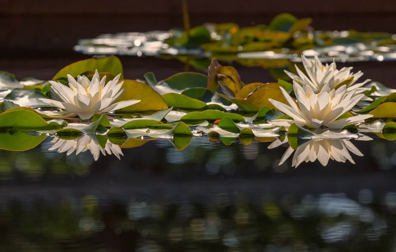 Photo wallpaper flowers, petals, Lily, flowering, water Lily