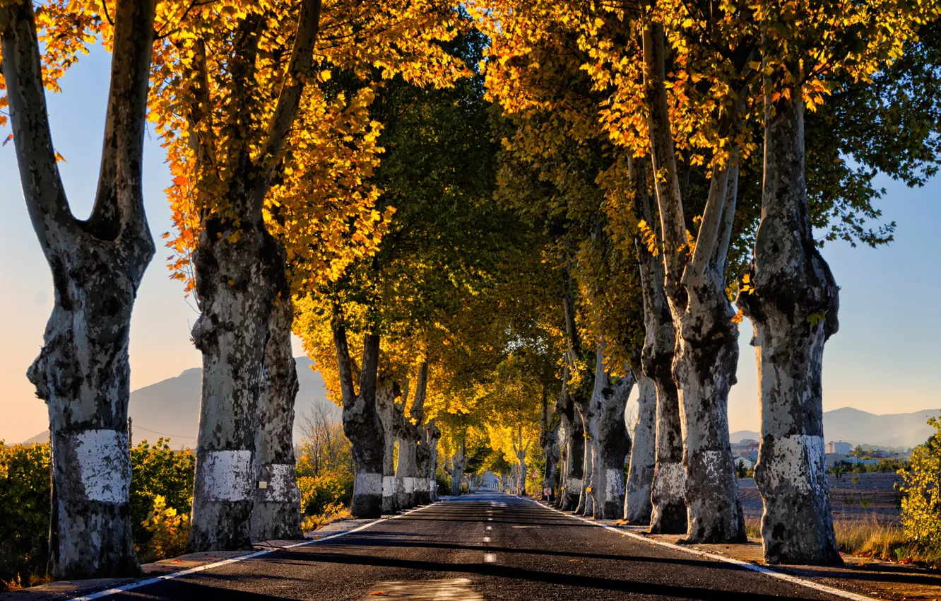 Photo wallpaper road, trees, morning