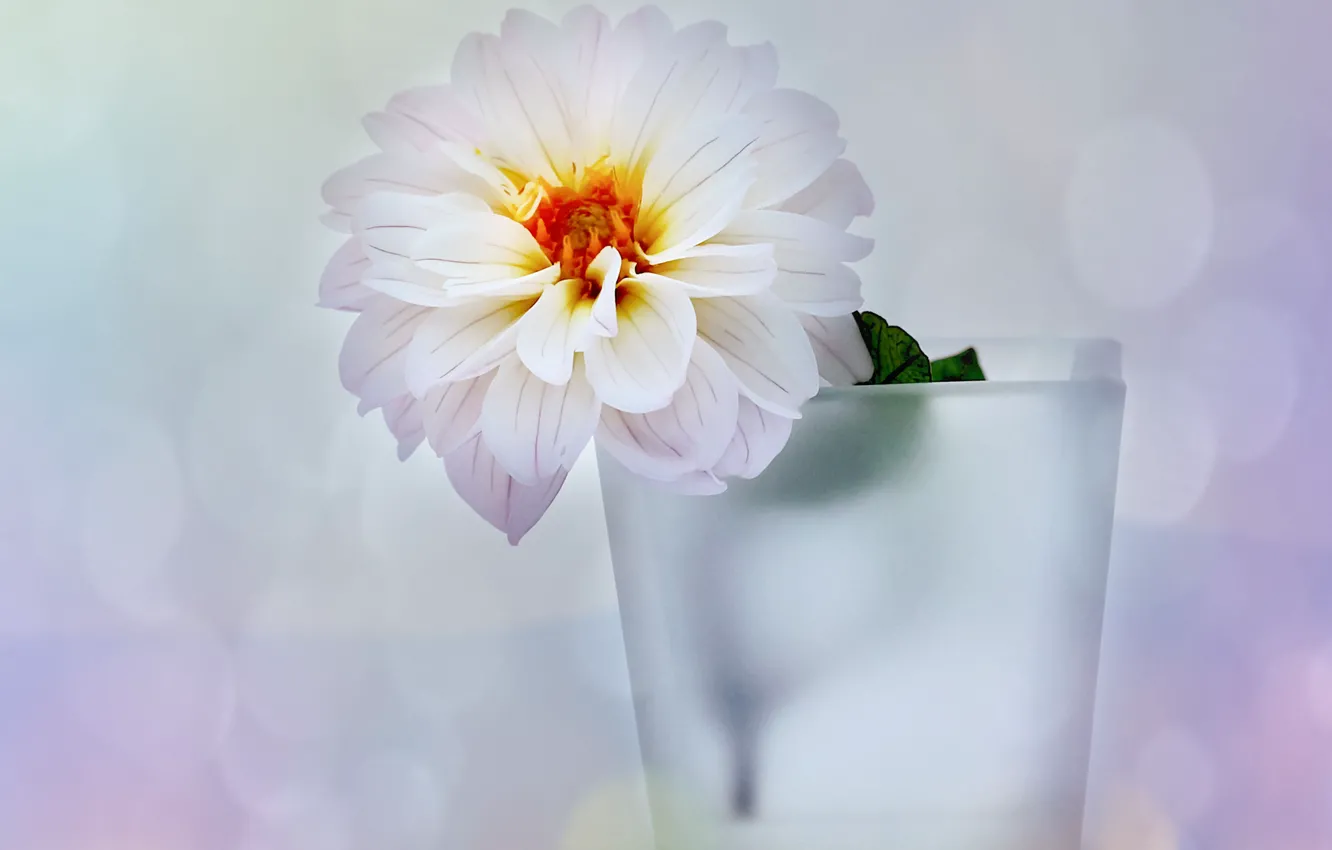 Photo wallpaper white, flowers, glare, background, vase, dahlias