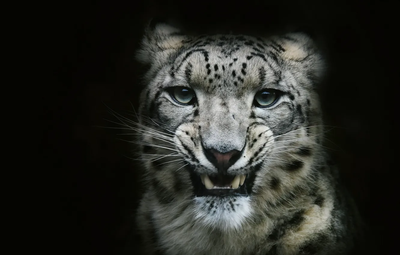 Photo wallpaper nature, background, beast