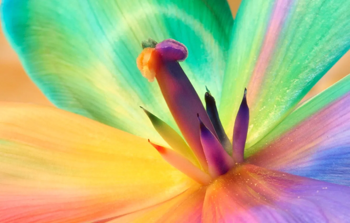 Photo wallpaper flower, color, stamens, 155
