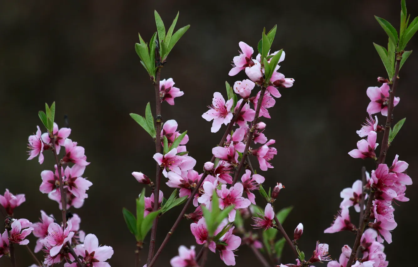 Photo wallpaper spring, Sakura, flowering, Adina Voicu