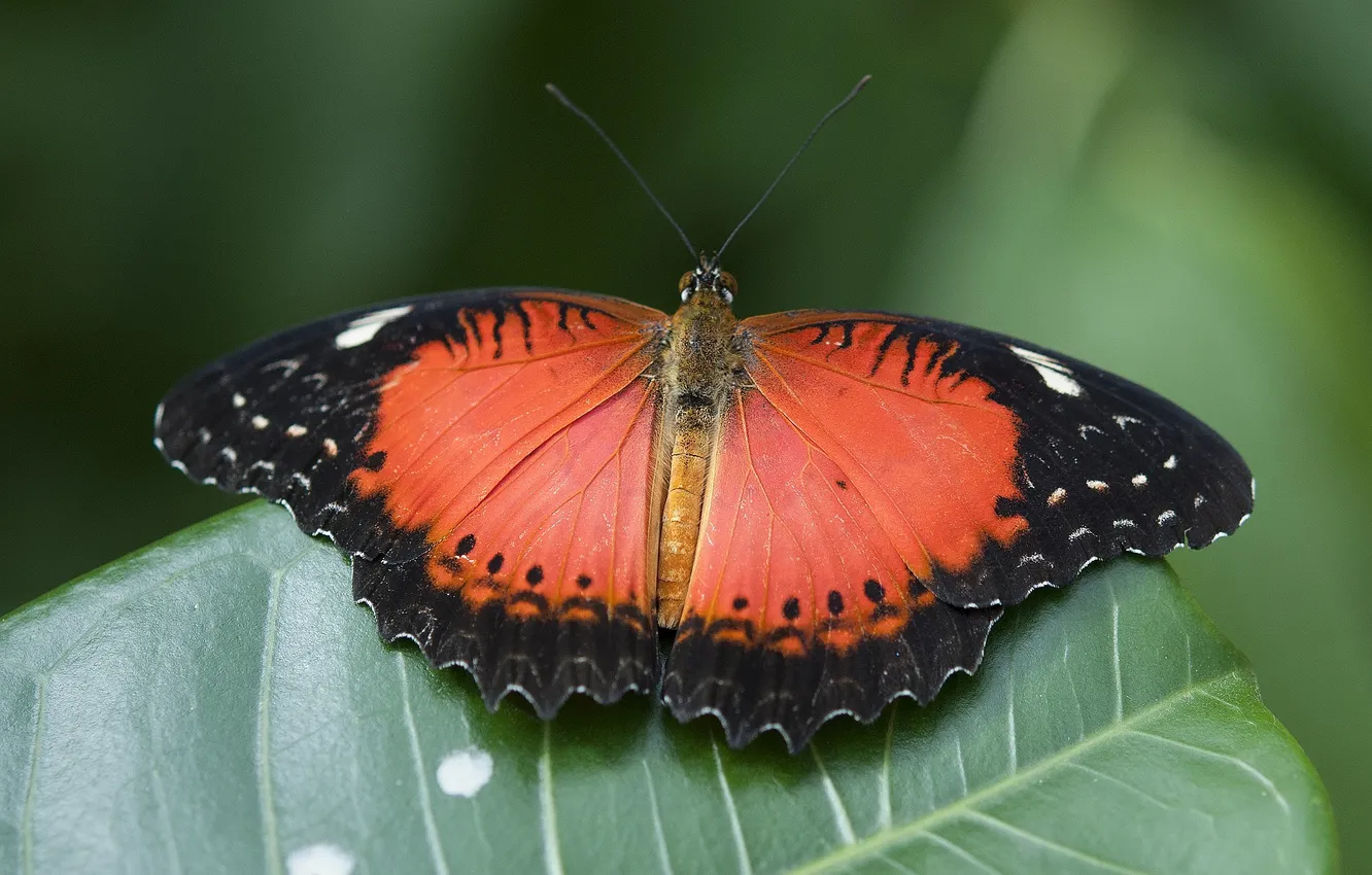 Photo wallpaper butterfly, wings, green leaf