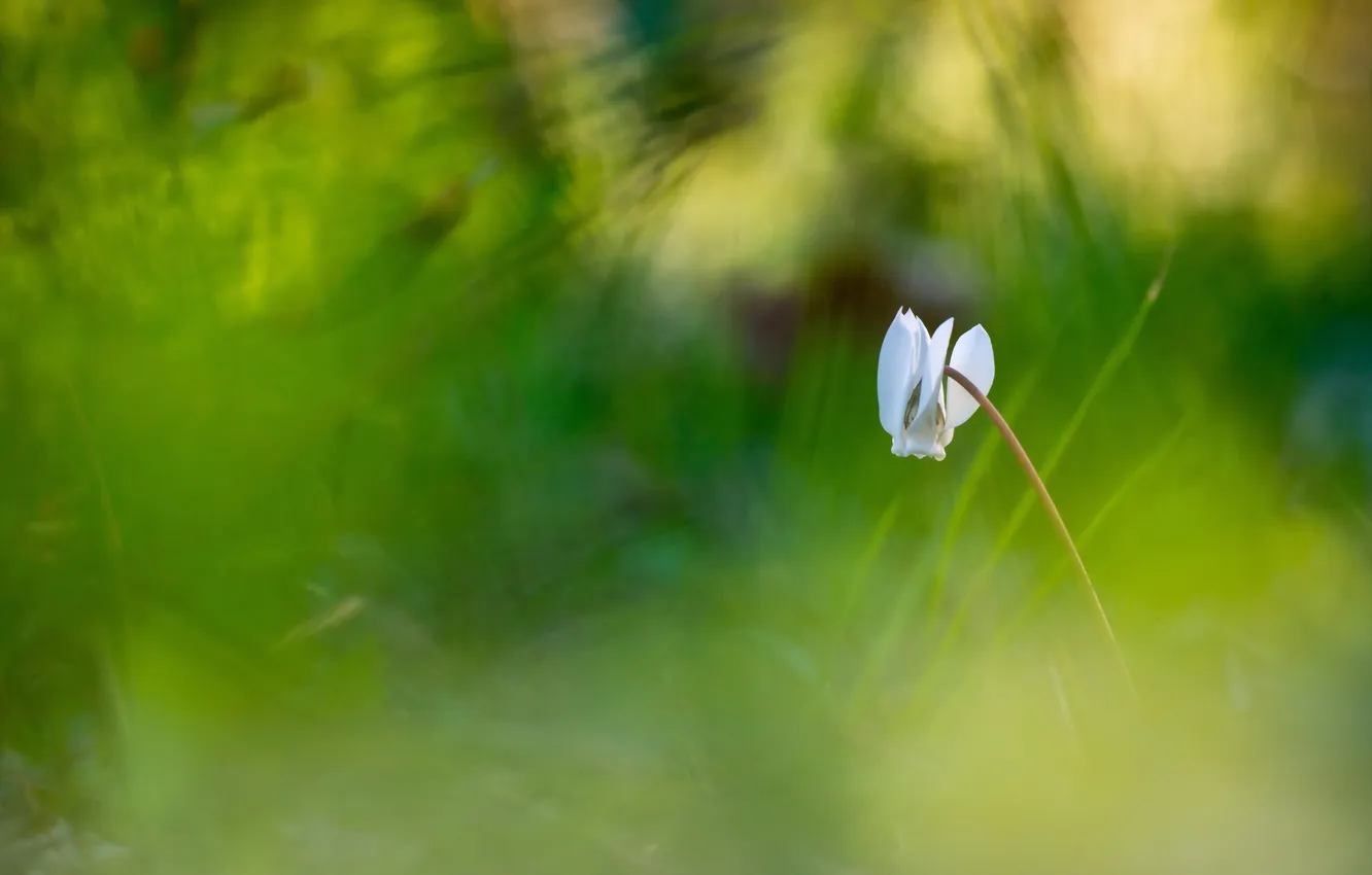 Photo wallpaper greens, summer, flowers, nature