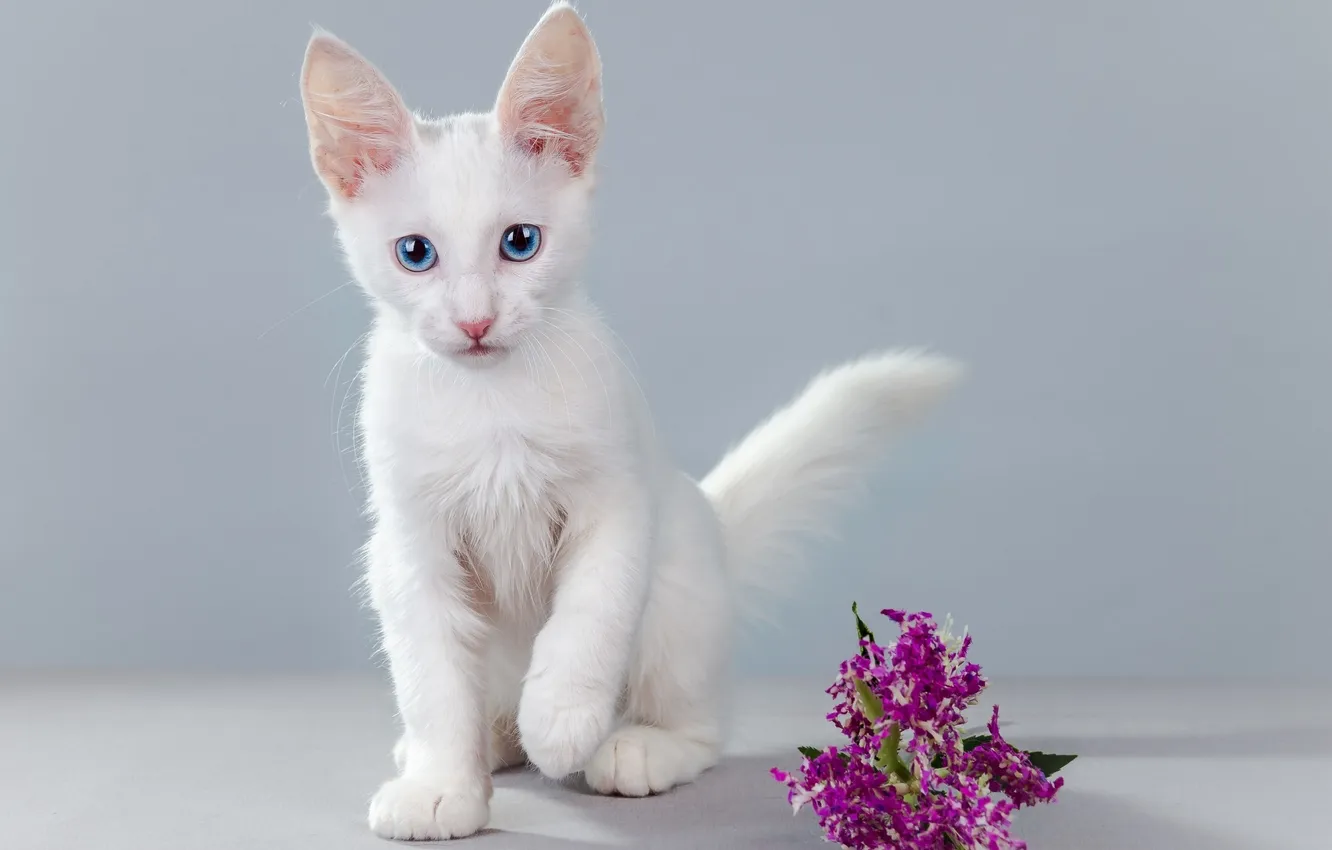 Photo wallpaper flower, kitty, blue-eyed baby