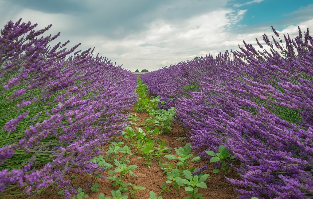 Photo wallpaper the sky, clouds, flowers, lavender, plantation