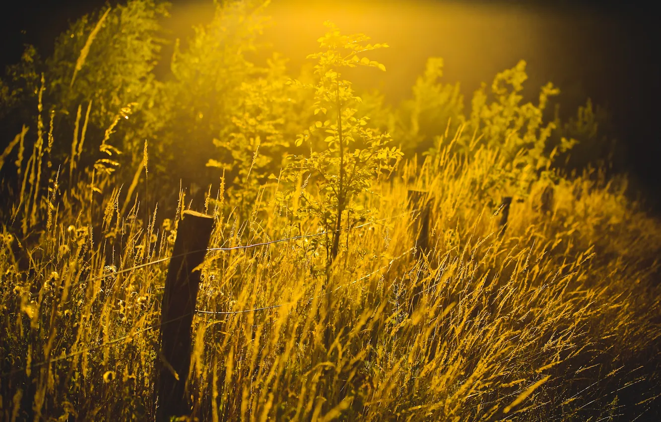 Photo wallpaper grass, light, nature, the fence