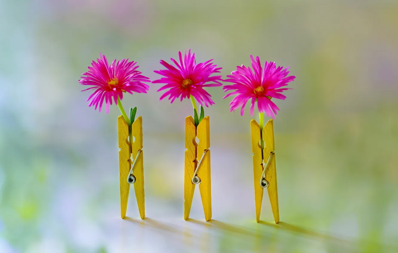 Photo wallpaper flowers, background, clothespins